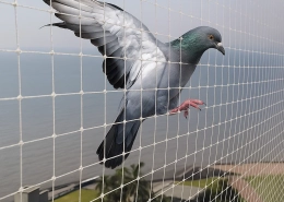 Pigeon 2