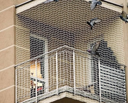 Pigeon Net